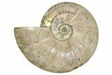 Silver Iridescent Ammonite (Cleoniceras) Fossil - Madagascar #260913-1